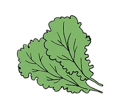 Kale leaf